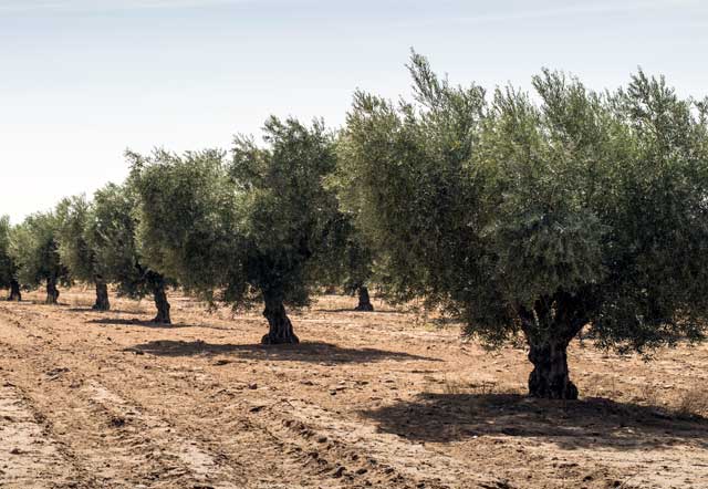 olive-ginosine-laertine-pugliesi